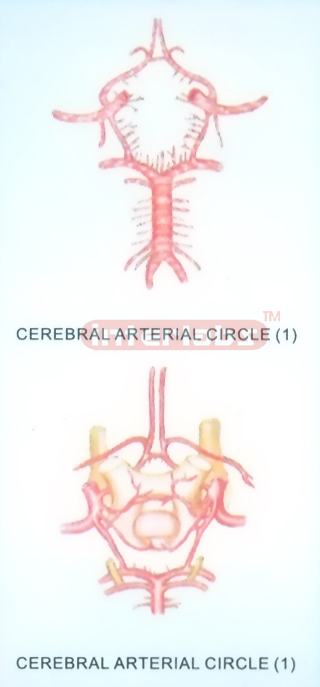 HANGING HUMAN CEREBRAL ARTERIAL CIRCLE MODEL